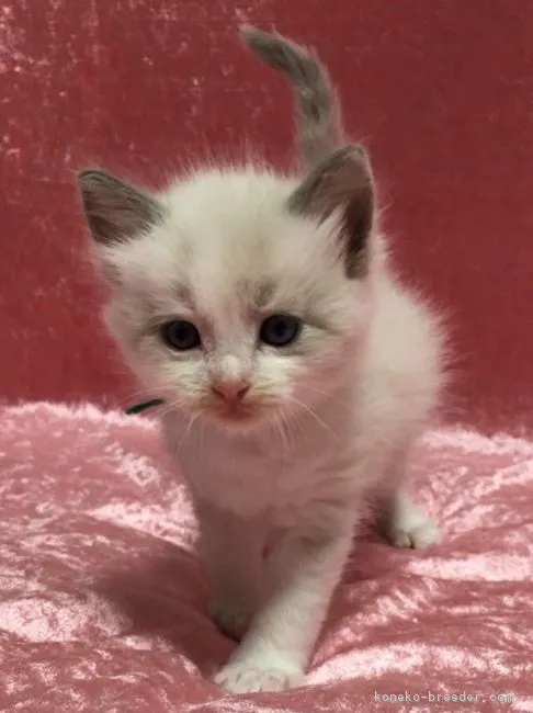 ID：1710-00246の子猫