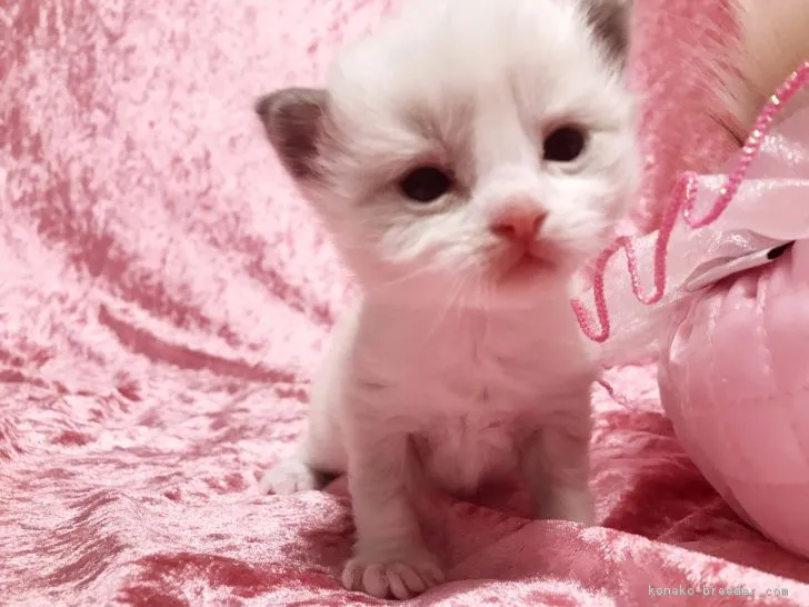 ID：1801-00048の子猫