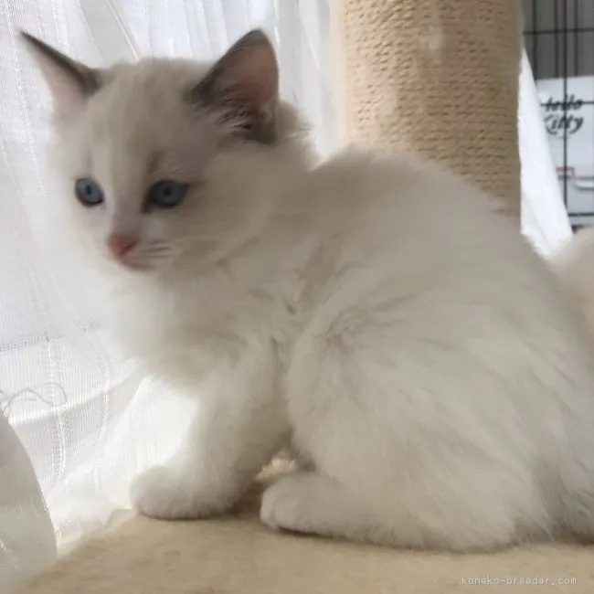 ID：1812-00938の子猫