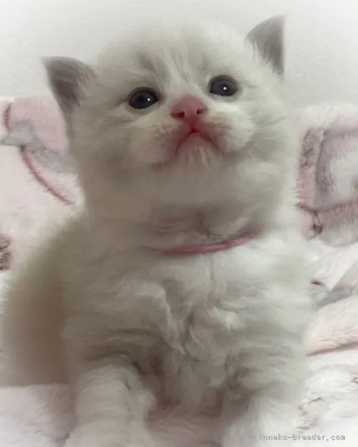 ID:2105-01001の子猫