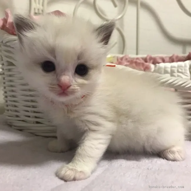 ID:1904-01631の子猫