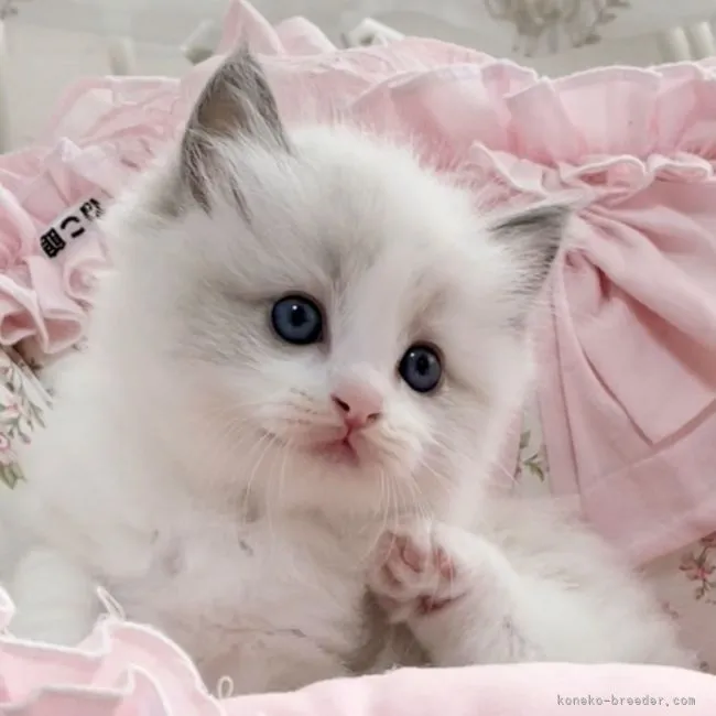 ID：2206-00441の子猫