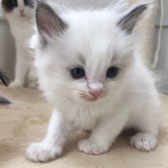 ID：1904-01627の子猫