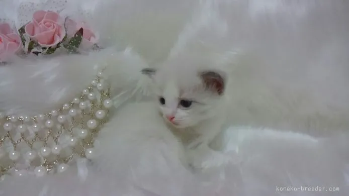 ID:1510-00503の子猫