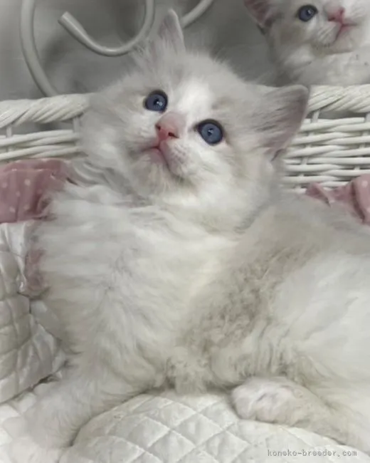 ID:2202-00069の子猫