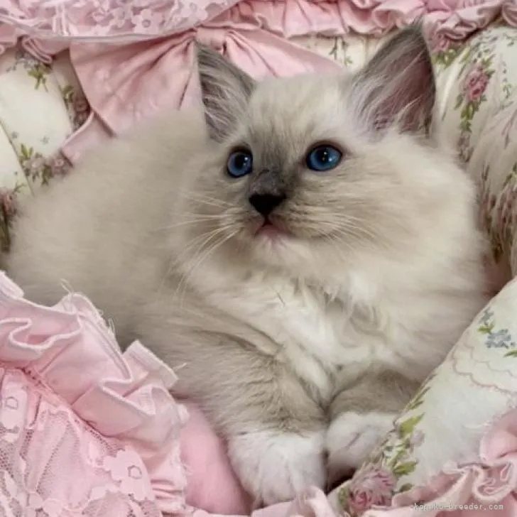 ID：2206-02616の子猫