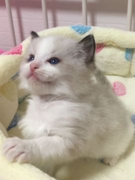 ラグドール【埼玉県・男の子・2017年12月27日・シールポイントバイカラー】の写真「とっても可愛い男の子♪甘えん坊です( ^ω^ )」