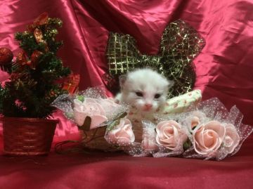 ラグドール【埼玉県・男の子・2014年11月24日・シールポイントバイカラー】の写真「とっても可愛い男の子」