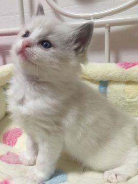 ラグドール【埼玉県・男の子・2017年12月27日・ブルーポイントバイカラー】の写真「とっても可愛い男の子♪」