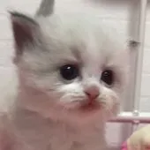 ラグドール【埼玉県・女の子・2018年4月8日・ブルーポイントバイカラー】の写真1