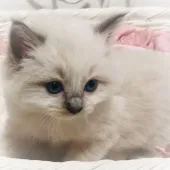ラグドール【埼玉県・女の子・2020年7月1日・ブルーポイントミテッド】の写真1