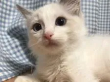 ラグドール【埼玉県・女の子・2017年9月2日・ブルーポイントバイカラー】の写真1