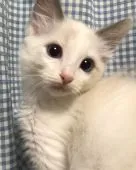 ラグドール【埼玉県・女の子・2017年9月2日・ブルーポイントバイカラー】の写真2