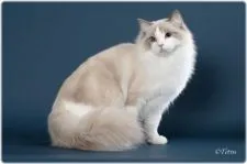 ラグドール【埼玉県・女の子・2018年4月8日・ブルーポイントバイカラー】の写真2「父猫♪」