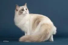 ラグドール【埼玉県・女の子・2018年11月14日・ブルーポイントバイカラー】の写真3「母猫」