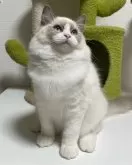 ラグドール【埼玉県・女の子・2023年10月17日・ブルーポイントバイカラー】の写真5