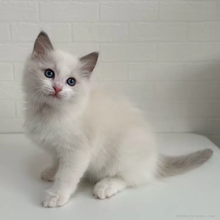 ID：2501-01269の子猫