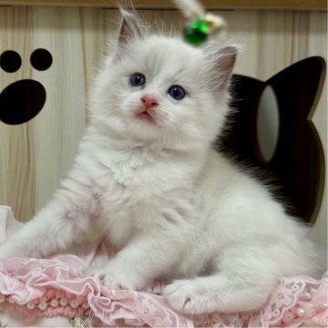 ラグドール【埼玉県・男の子・2025年2月14日・ブルーポイントバイカラー】の写真「とっても可愛い男の子✨」
