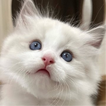 ラグドール【埼玉県・男の子・2025年8月21日・ブルーポイントバイカラー】の写真「甘いお顔のとっても可愛い男の子🥰」