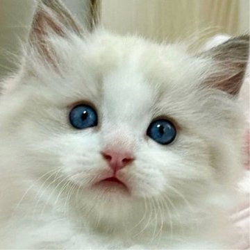 ラグドール【埼玉県・男の子・2025年8月21日・ブルーポイントバイカラー】の写真「甘いお顔のとっても可愛い男の子🥰」