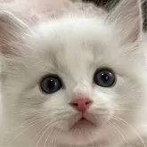 ラグドール【埼玉県・男の子・2025年5月1日・ブルーリンクスポイントバイカラー】の写真1