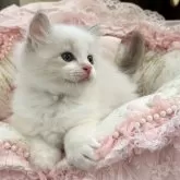 ラグドール【埼玉県・男の子・2025年5月1日・ブルーリンクスポイントバイカラー】の写真3