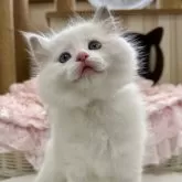 ラグドール【埼玉県・男の子・2025年2月26日・ブルーポイントバイカラー】の写真4