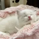 ラグドール【埼玉県・男の子・2025年5月1日・ブルーリンクスポイントバイカラー】の写真5