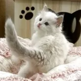 ラグドール【埼玉県・男の子・2025年2月26日・ブルーポイントバイカラー】の写真6