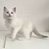 ラグドール【埼玉県・女の子・2024年11月21日・ブルーポイントバイカラー】の写真9