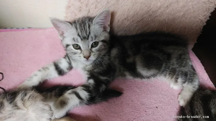 ID:1904-01196の子猫