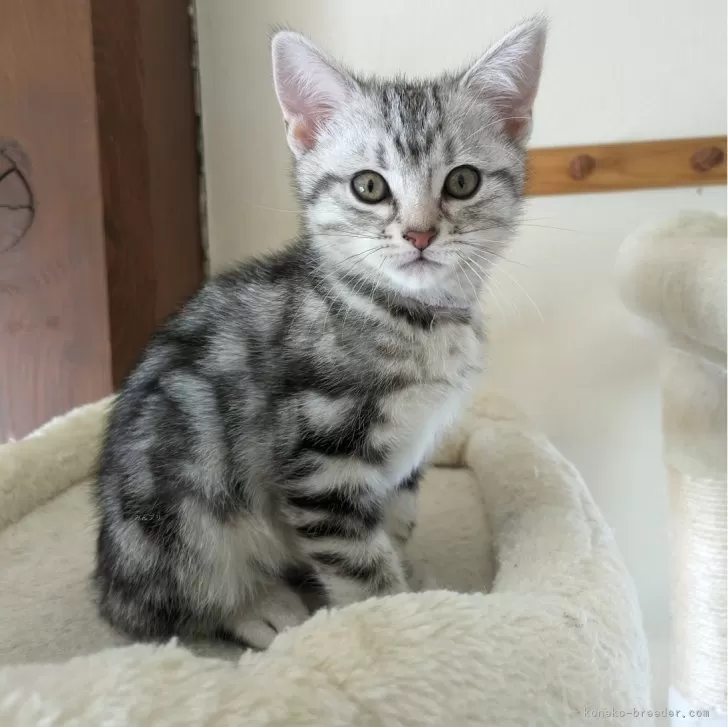 ID:2404-00610の子猫