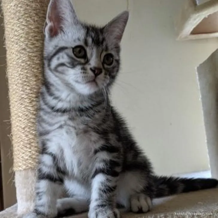 ID:2208-01147の子猫