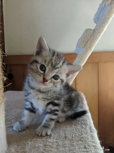 ID：2207-01348の子猫