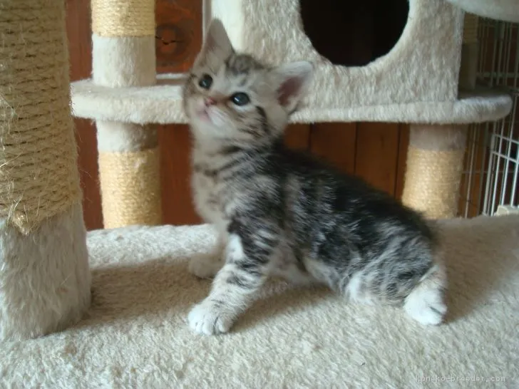 まさんた 様のお迎えした子猫