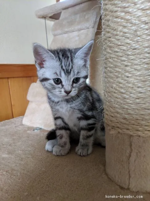 ミンミン 様のお迎えした子猫