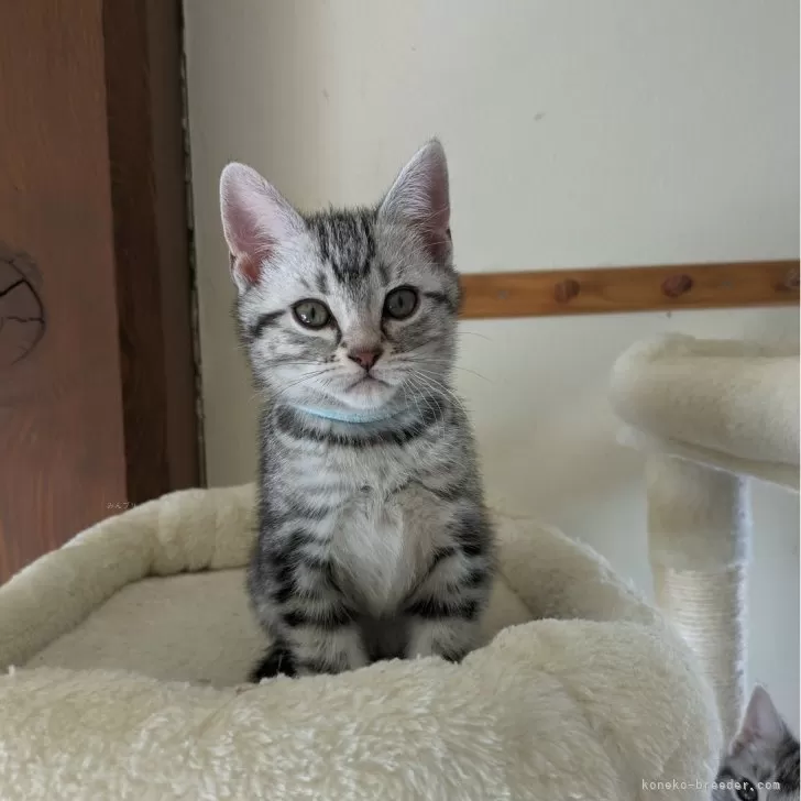 ID:2404-00607の子猫