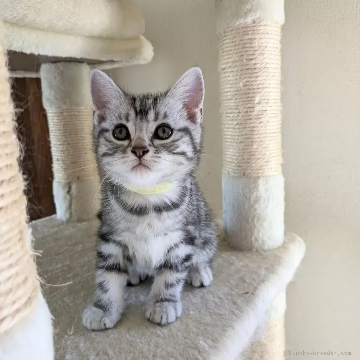 ID:2409-02280の子猫