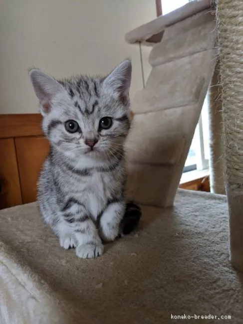 ID:2011-01233の子猫