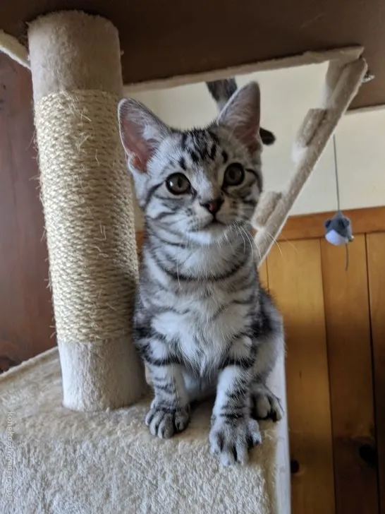 ID：2105-01687の子猫