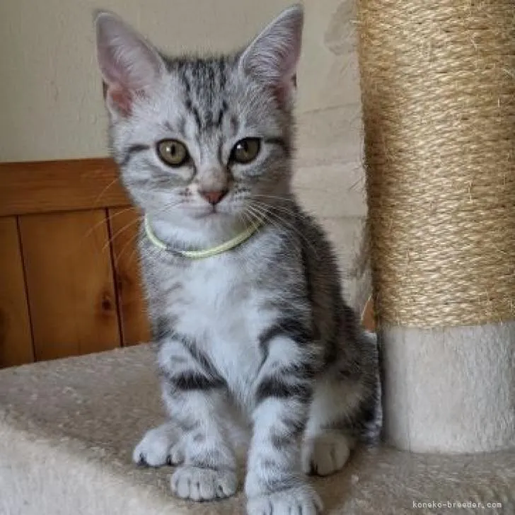 ID：2208-01208の子猫
