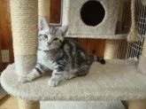 アメリカンショートヘア【秋田県・男の子・2014年7月26日・シルバータビー】の写真1