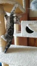 アメリカンショートヘア【秋田県・男の子・2018年6月25日・ブルータビー】の写真2「木登り得意だよ！」