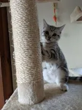 アメリカンショートヘア【秋田県・女の子・2020年9月26日・シルバータビー】の写真3「甘えんぼさんです!」