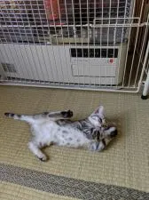 アメリカンショートヘア【秋田県・女の子・2020年9月26日・シルバータビー】の写真5「ストーブの前でうとうと。」