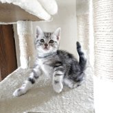 アメリカンショートヘア