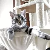 アメリカンショートヘア【秋田県・女の子・2025年6月2日・シルバータビー】の写真8「くつろいでいるところです。」