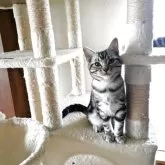 アメリカンショートヘア【秋田県・女の子・2025年6月2日・シルバータビー】の写真9「模様が濃くてかわいいです。」