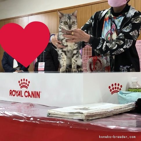 ACCキャットショー出陳時のママ猫スタープラチナ｜高倉　千草(たかくら　ちぐさ)ブリーダー(福岡県・ベンガルなど・JCC登録)の紹介写真6