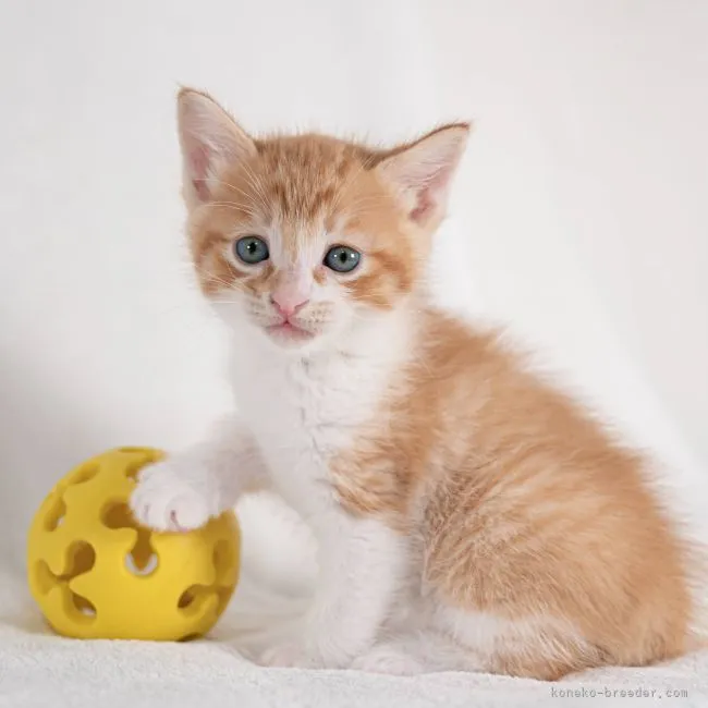 ID:2203-02353の子猫
